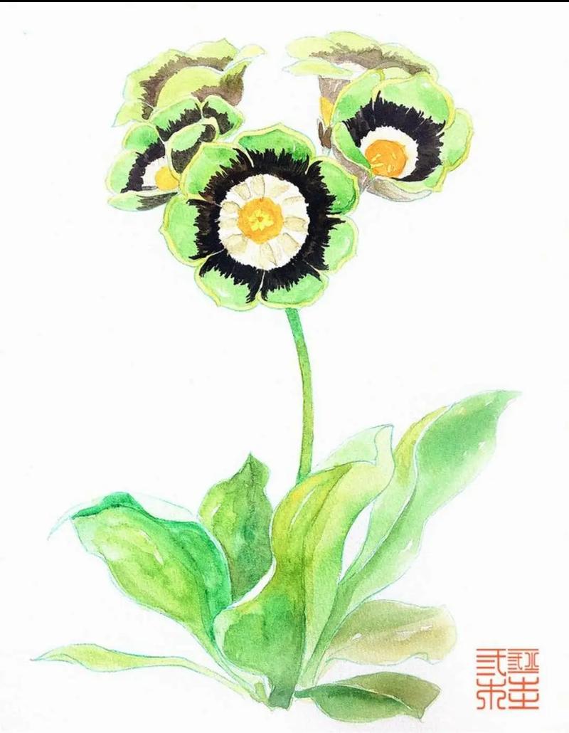 11月3日生日花语:西洋樱草