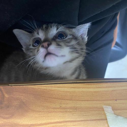 梦见花猫 梦见花猫扑过来