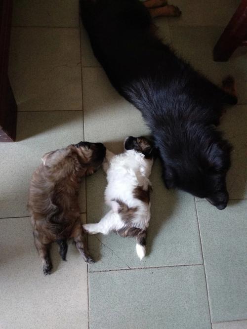 梦见小猪崽 梦见小猪崽丢了