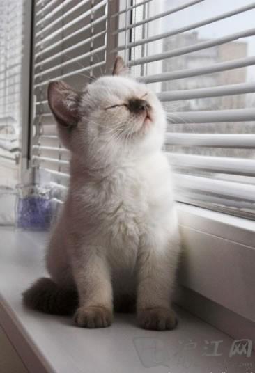 射手座猫咪:浪子猫