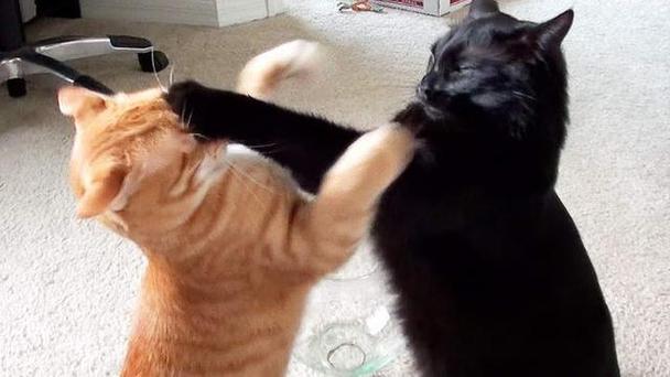 做梦猫一直追着攻击我