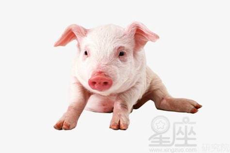 属猪人过了33岁就顺了