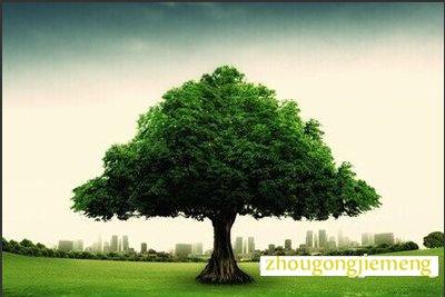 梦见好多树木 周公解梦之梦到好多树木