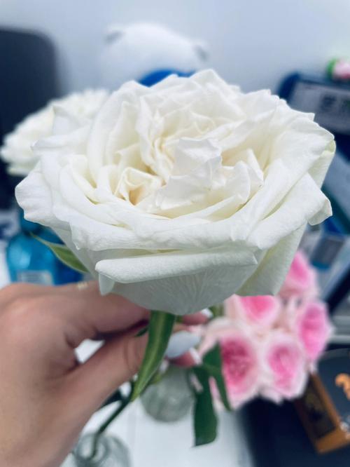 哪种鲜花能助你职场开运