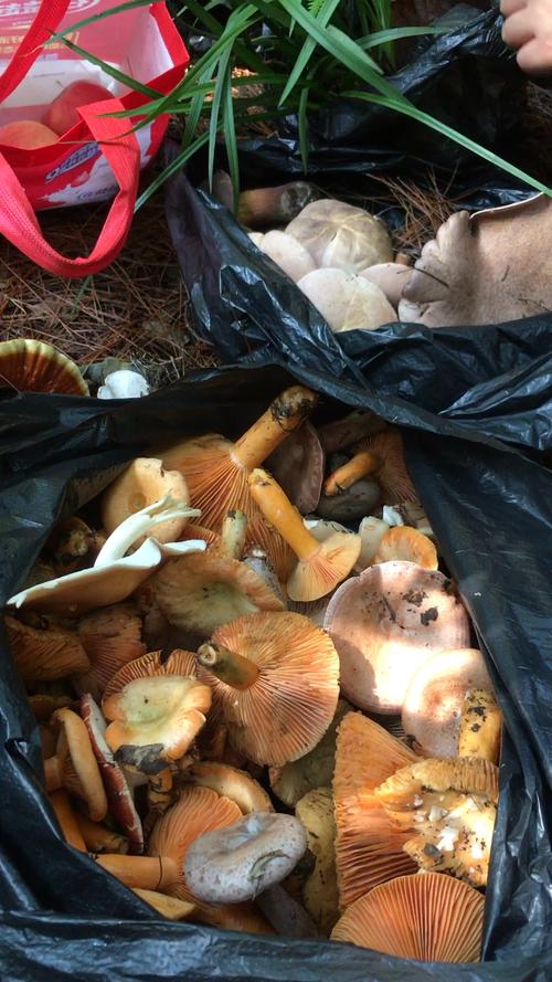 捡蘑菇