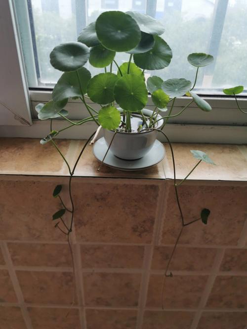 铜钱草放在哪里可招财