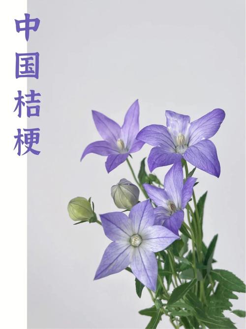 洋桔梗花的花语和传说,永恒的爱/无望的爱/自信坚强