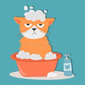 梦见给猫洗澡 梦见给猫洗澡是什么意思
