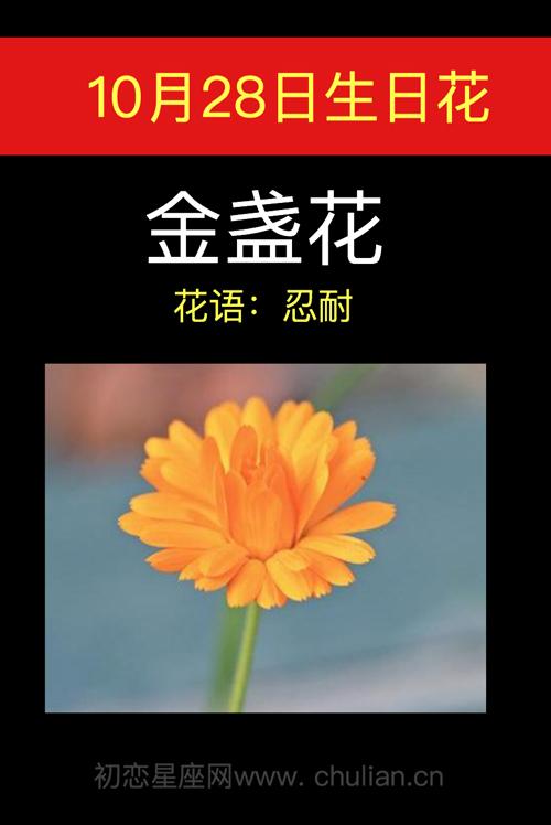 10月28日生日花语:金盏花