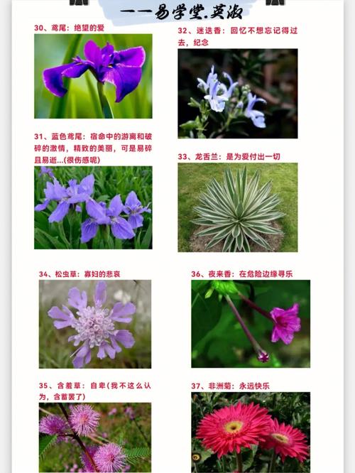 9月12日生日花语:时钟花,9月12日是什么星座?