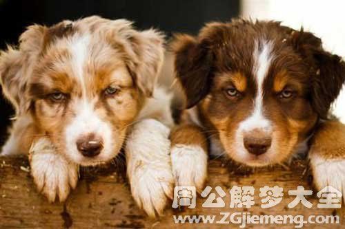 梦见二只狗