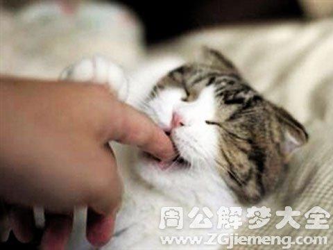 梦见被怀孕的猫咬