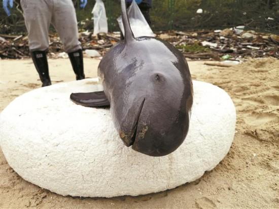 梦见在水里捞死人