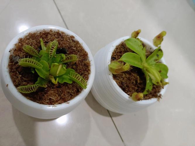猪笼草花语和传说故事