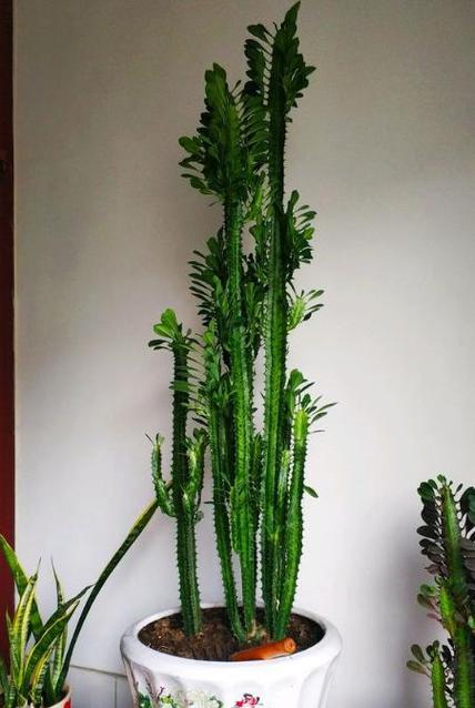 镇宅辟邪的盆栽植物有哪些推荐