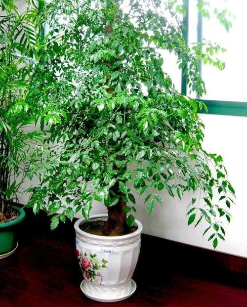 屋后种什么树风水好?这几种树最吉利一定要种!