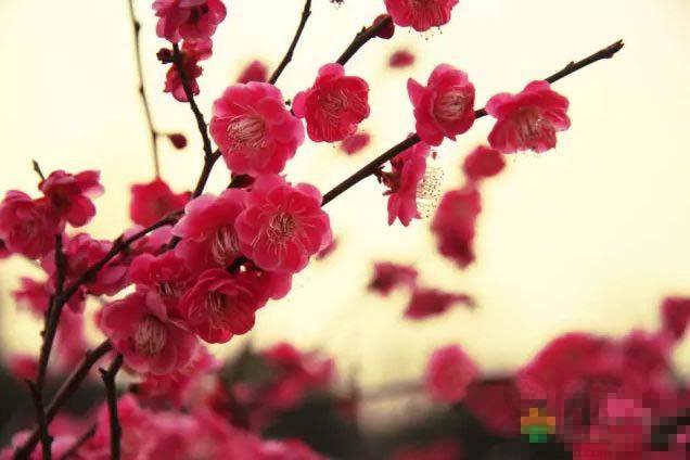 梦见孕妇梦见梅花是什么意思