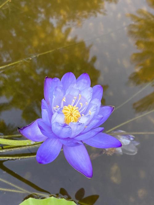 睡莲的花语,睡莲的传说故事