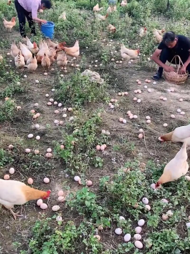 梦见捡到鸭蛋怎么回事