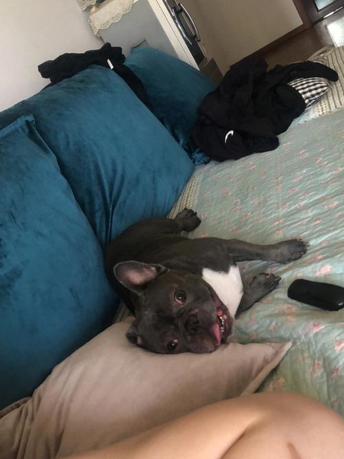 梦见牛头犬 梦到牛的头