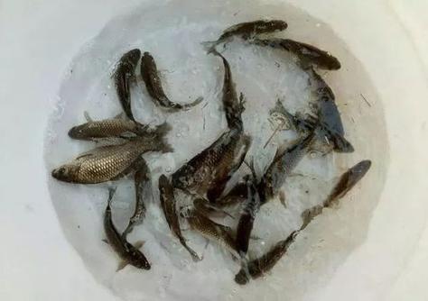 梦见鱼下了小鱼