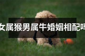 属猴的和属牛的2021年适合结婚吗?不宜结婚的月份?