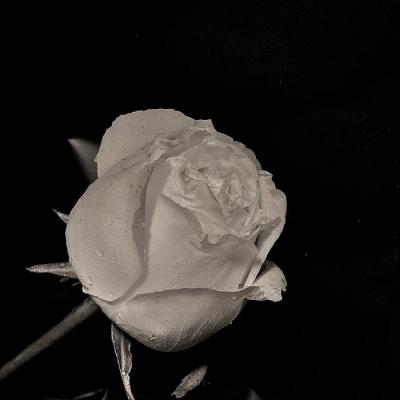 盘点:代表迷惘与代表绝望的花