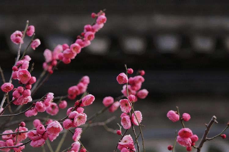 梦见梅花怎么回事