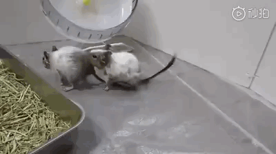 梦见梦见两只老鼠打架