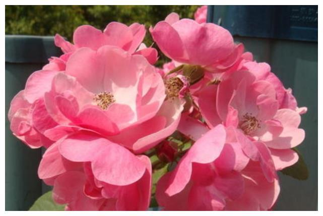 属龙的幸运花是什么花
