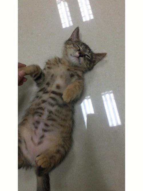 梦见勒死猫