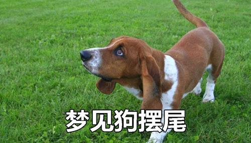 梦见狗摆尾