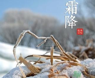 霜降出生的是鼠宝宝好吗?2020年鼠年霜降出生的宝宝命运分析