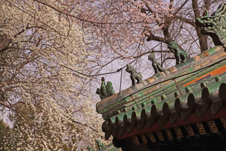 桃花涌现全方位扑面而来