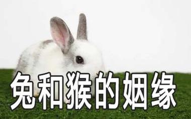 87兔和92猴的姻缘