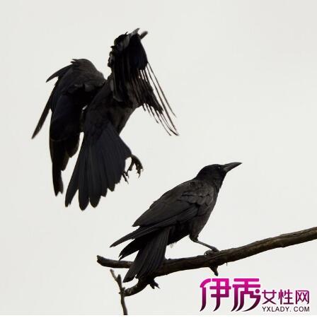 梦见满树的乌鸦是什么意思