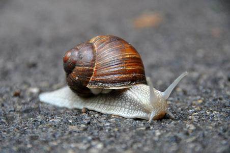 梦见大虫子在地上爬