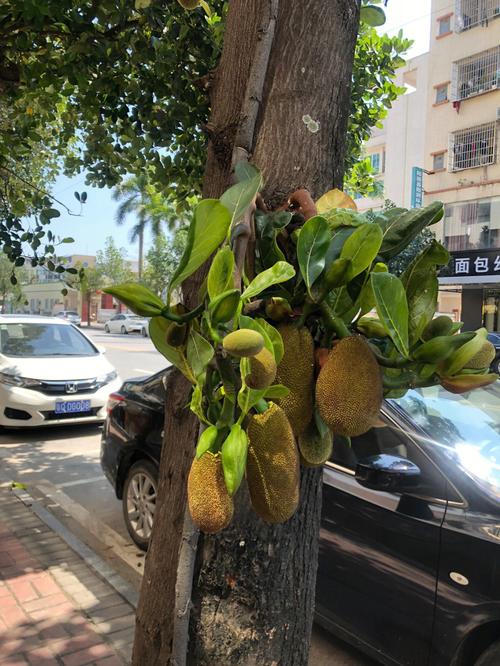 梦见菠萝长在树上