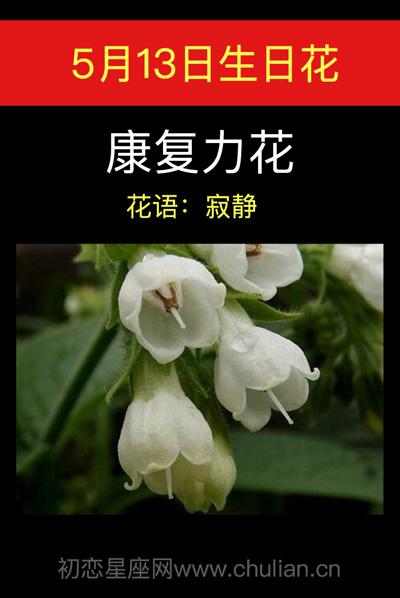 5月13日花语:康复力花,生日花语寂静