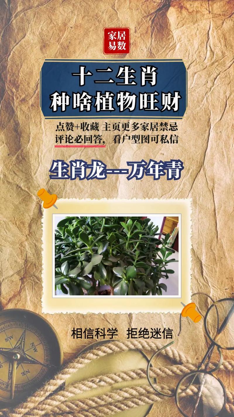 十二生肖都养什么花旺财