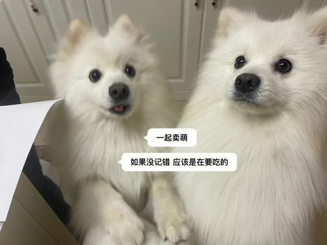 女人梦到两只狗是什么征兆