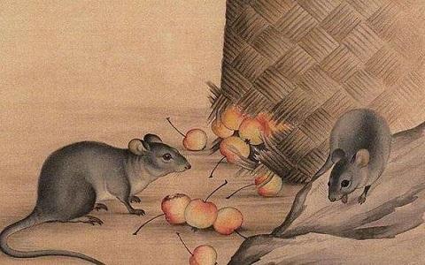 十鼠九苦 十鼠九苦属鼠的命苦