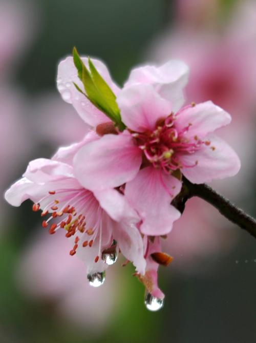 带来桃花的桃色风水