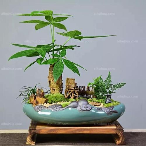 实用花卉旺运风水布局解读