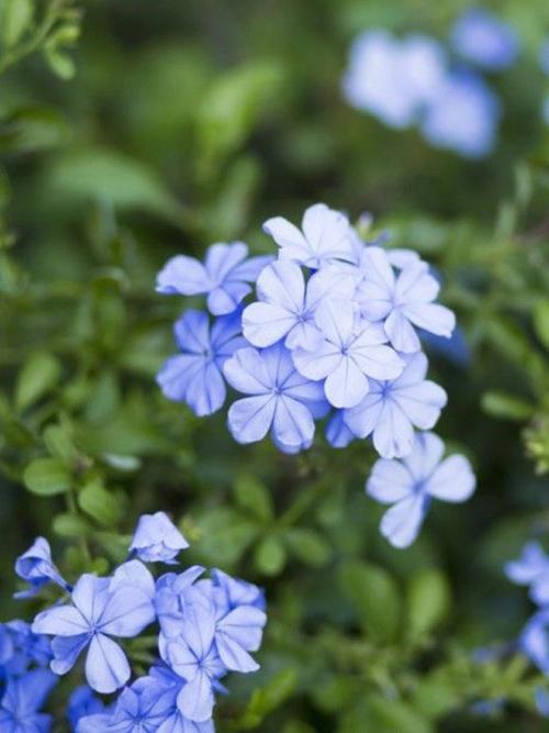 2月2日生日花语:雪花