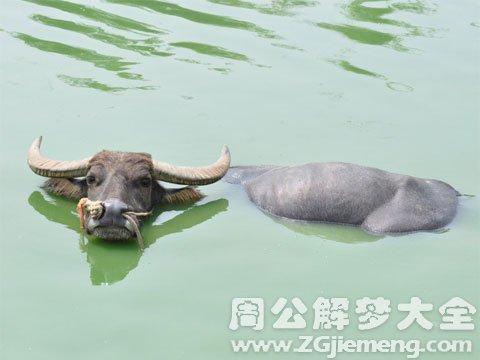 梦见发洪水冲走了牛