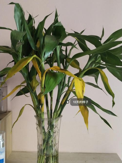 风水植护需呵护:富贵竹叶子发黄怎么办