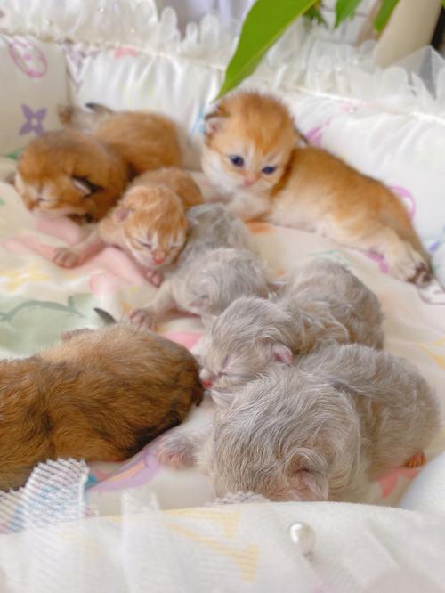 梦见捡了一窝猫