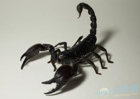 梦见蝎子