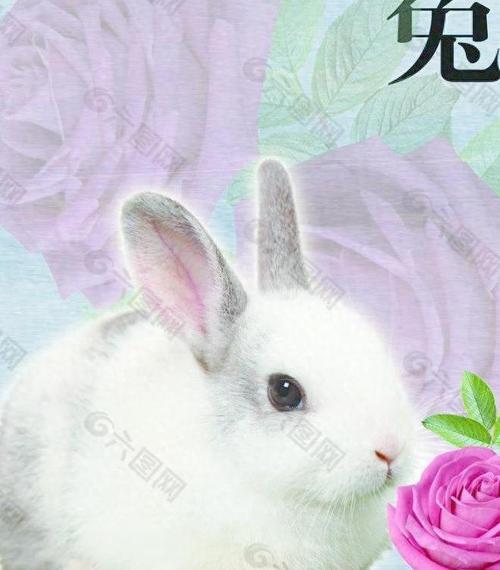 2021年01月09日属兔今日运势及运程详解